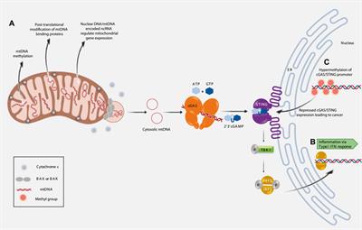 Mitochondrial Epigenetics Regulating Inflammation in Cancer and Aging